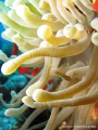   Anemone  